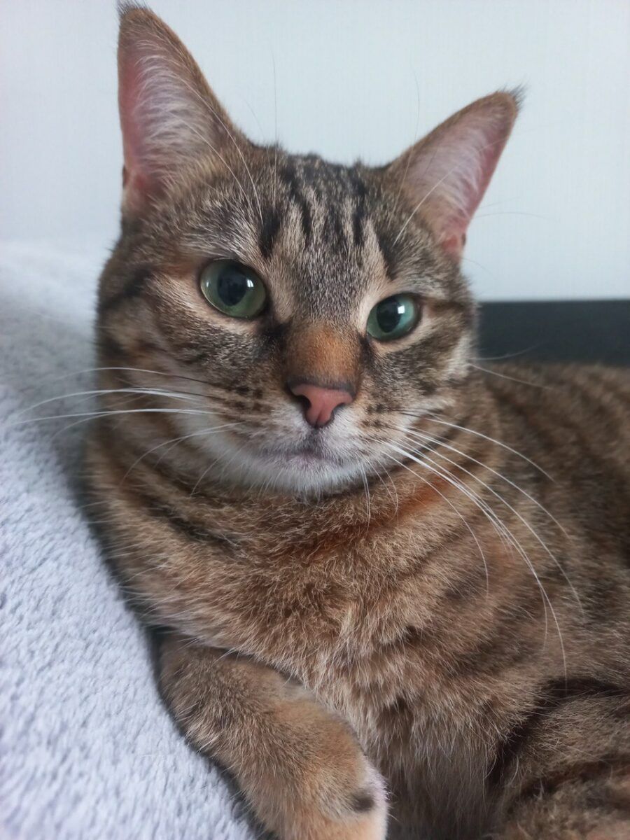 Дмитро Гирявець про котів