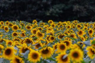 Коли збирають соняшник