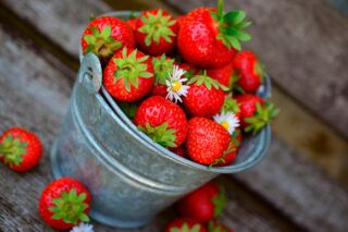Підготовка полуниці до зими: поради, які не підведуть