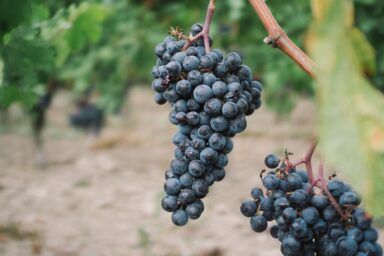 Свежие витамины на зиму: как правильно заморозить кабачки