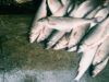 Массовый мор рыбы в Житомирской области! Почему такая ситуация регулярно повторяется, и каковы причины гибели биоресурсов