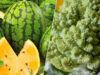Фиолетовый картофель и тайберри. Что такое гибридные продукты и полезны ли они на самом деле