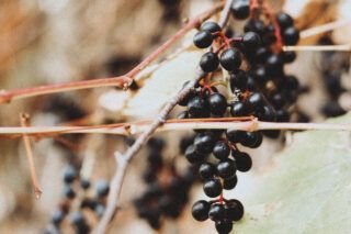 Бузина: користь здоров'ю людини