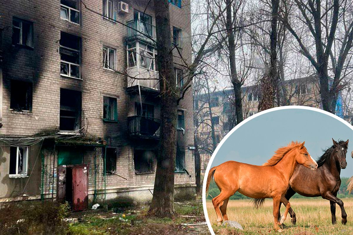 Історія порятунку коней з Авдіївки