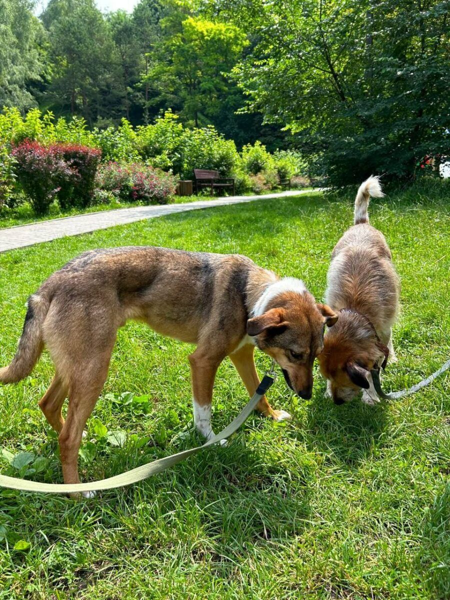 Фото 1 к: Всемирный день домашних животных: ведущие Вікон о своих животных