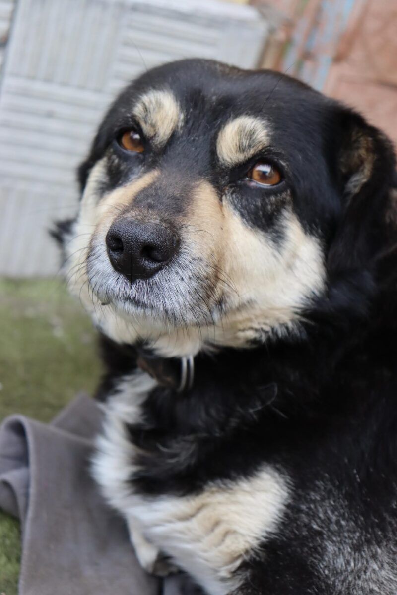 Фото 2 к: Всемирный день домашних животных: ведущие Вікон о своих животных