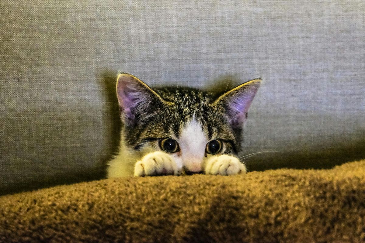 нашийник для котів