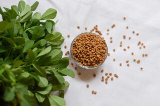 Насіння пажитника: користь та шкода, як правильно приймати