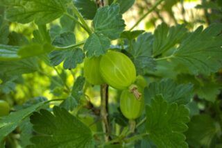 Обрізка агрусу навесні