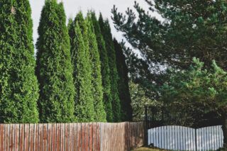 Чим підживити туї навесні: поради для здорового зросту