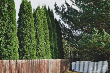 Чим підживити туї навесні: поради для здорового зросту