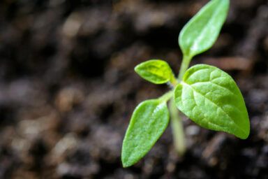 як виростити томати в парнику