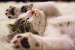 як помити кота