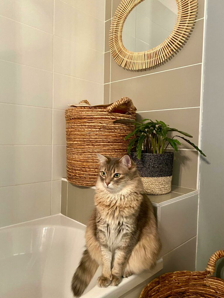 как купать кошку