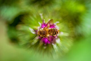 Фото до: Підживлення бджіл навесні: стимулююча, лікувальна та спонукальна стратегії