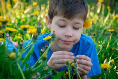 як вивести кульбабі з города
