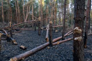 Россияне вырубают тысячи гектаров украинских лесов на ВОТ — сумма убытков