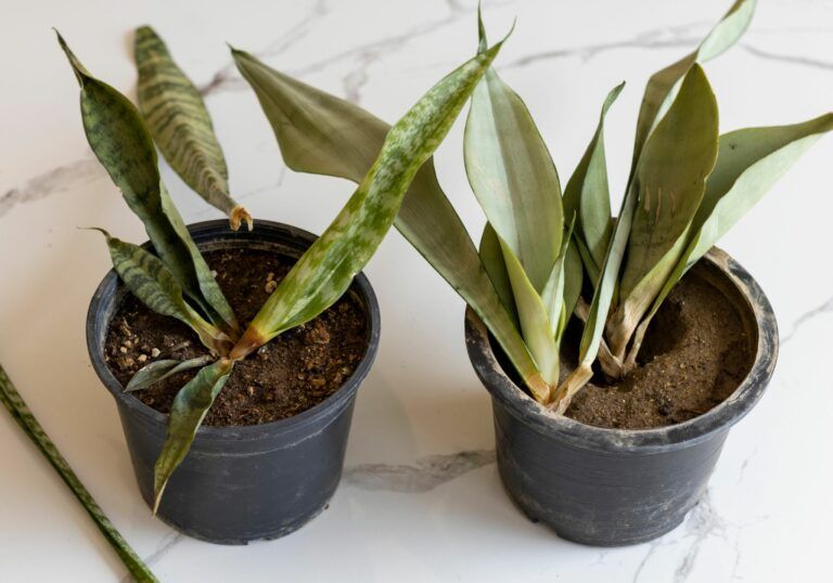 корневая гниль фото
