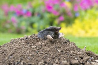 Як позбутися кротів