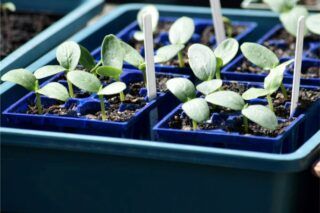 Чи потрібно замочувати насіння перед посадкою