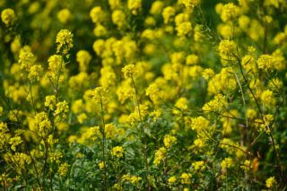 як сіяти гірчицю