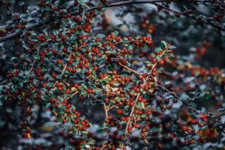 як посадити кизил навесні