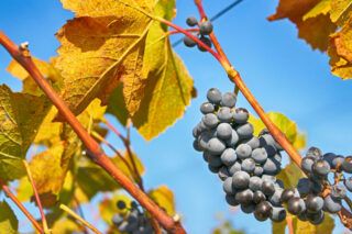 винограднний кліщ