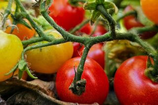 коли садити помідори у травні