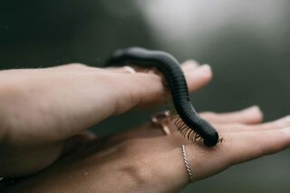 укус сколопендри