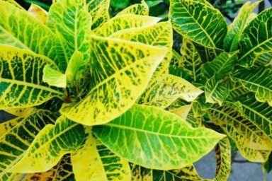 Кротон: догляд