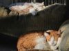 З тваринами можна! Які міста України є найбільш pet-friendly до орендарів з домашніми улюбленцями