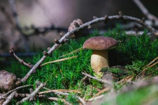 Де ростуть білі гриби