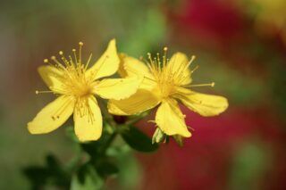 Звіробій: користь та шкода