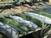 Карта бойових дій 9 липня 2024: відбито 43 штурми тільки на одному напрямку
