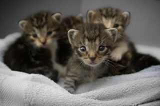 Чим годувати кошеня в 1 місяць