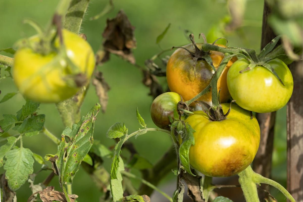 хвороби помідорів фото та як лікувати