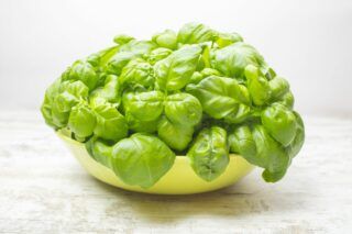 Базилік: користь та шкода для організму, протипоказання