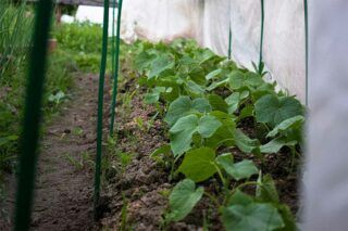 чи можна садити огірки у серпні