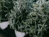 Очень горькая, но и очень целебная! Полынь: польза травы для мужчин и женщин