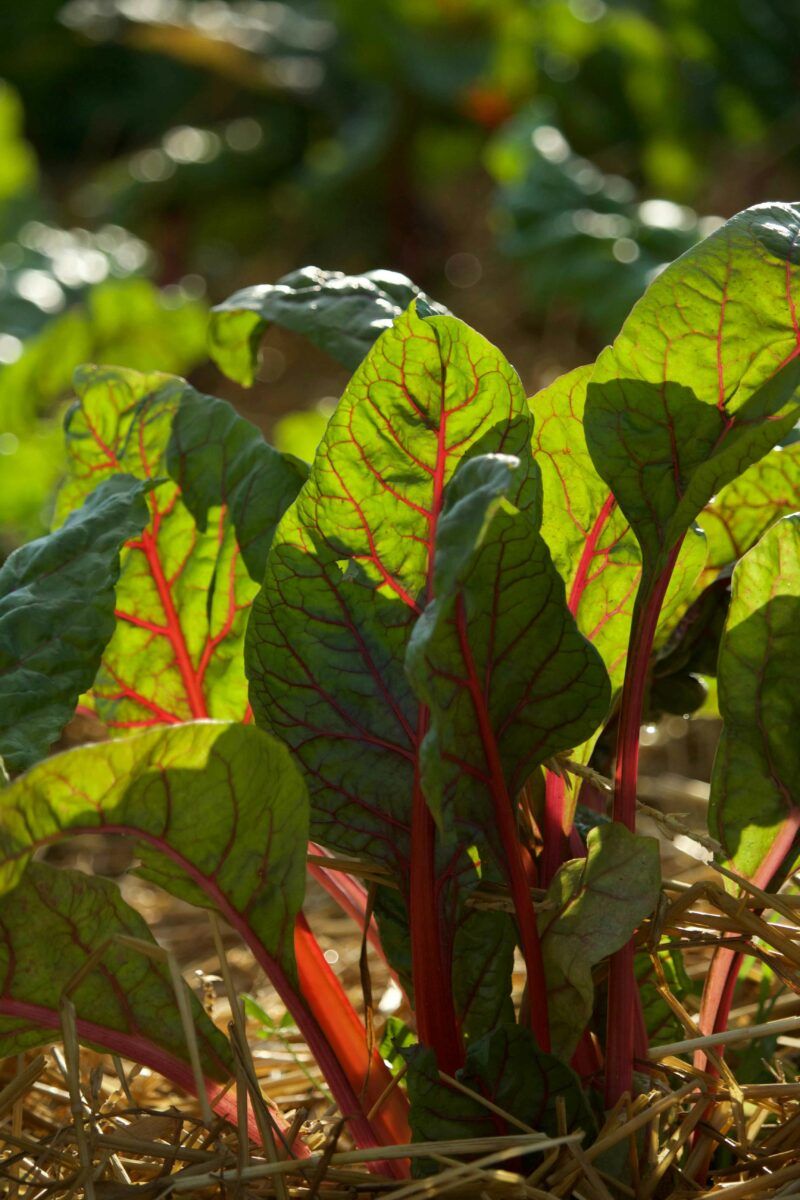 Когда собирать свеклу