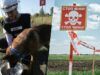 Женские команды со служебными собаками: новые методы разминирования Харьковской области