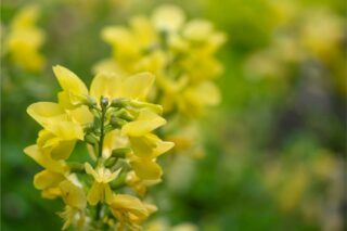 Астрагал: у чому користь і шкода для організму