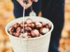 Скільки коштує кілограм каштанів та як їх використовують