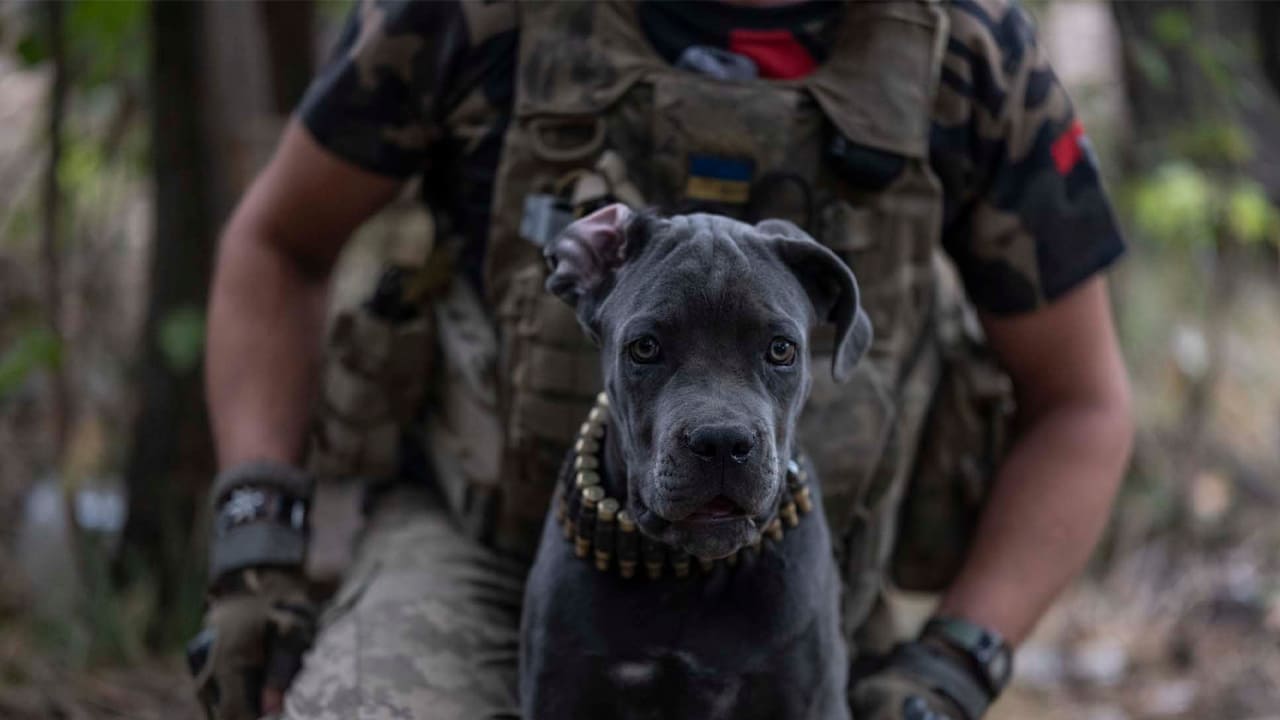 Карта бойових дій в Україні