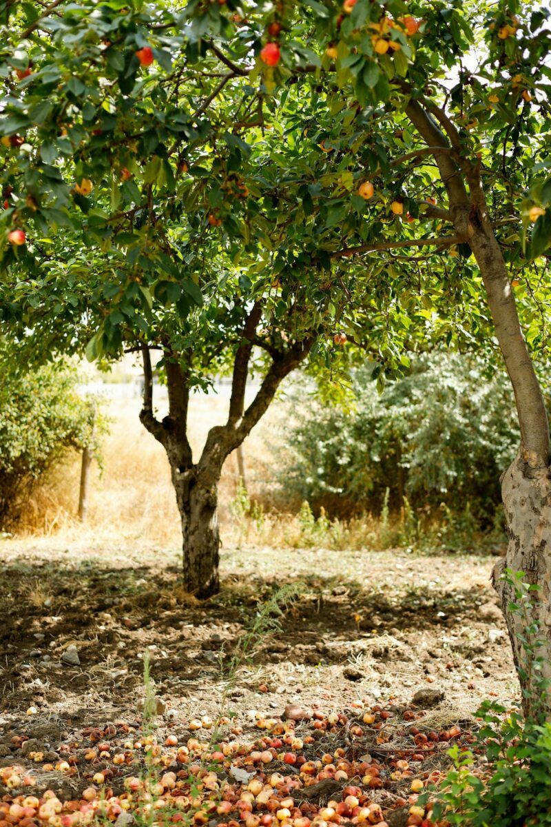 как обрезать яблоню осенью