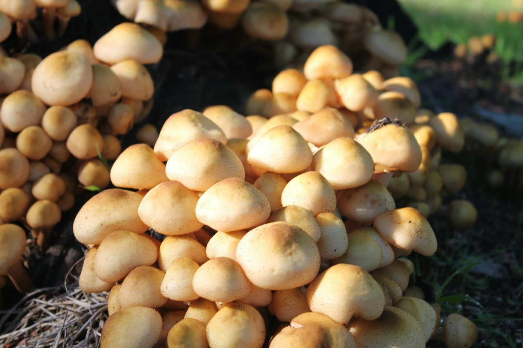 опеньки на зиму