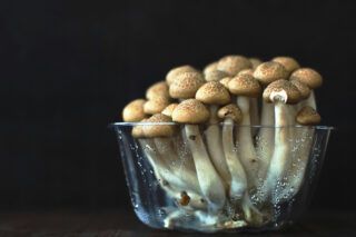 опеньки на зиму