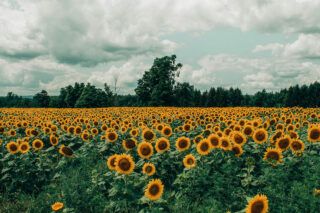 ціна на соняшник в Україні