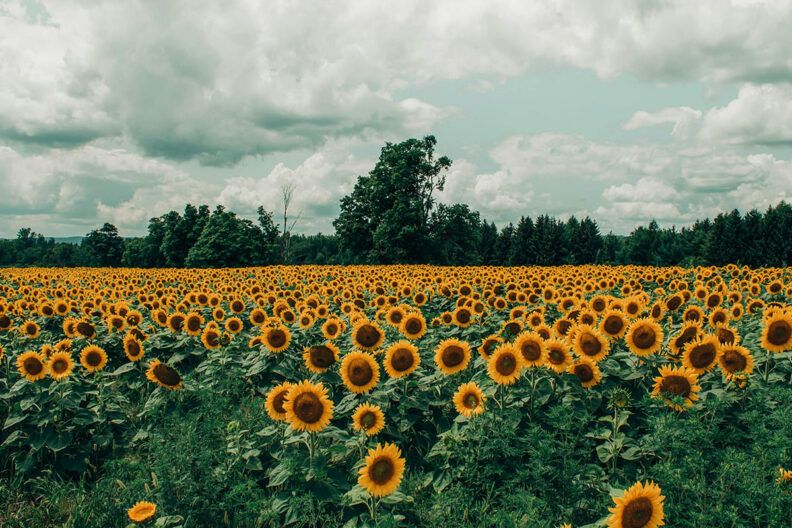 ціна на соняшник в Україні