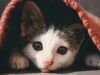 Як обрати найкращий сухий корм для твоєї кішки
